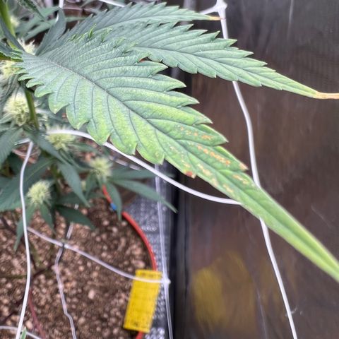 Mandarin Butter #1 growlog photo: A few of the top leaves have lighter tips and browning between the veins at the tip. 