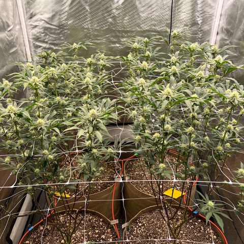 Mandarin Butter #1 growlog timeline photo