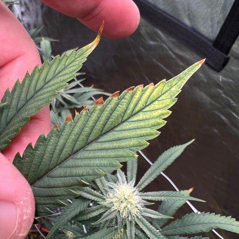 Mandarin Butter #1 growlog timeline photo