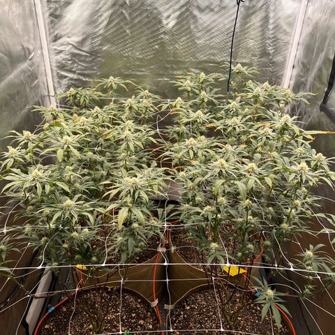 Mandarin Butter #1 growlog timeline photo