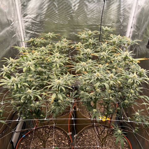 Mandarin Butter #1 growlog timeline photo