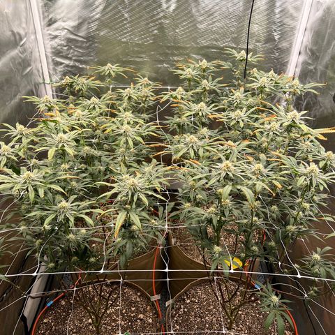 Mandarin Butter #1 growlog timeline photo