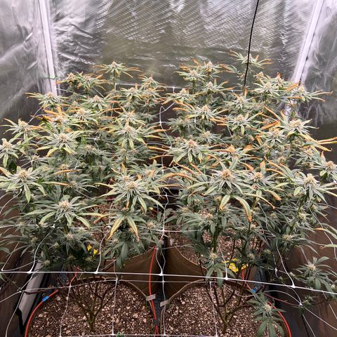 Mandarin Butter #1 growlog timeline photo