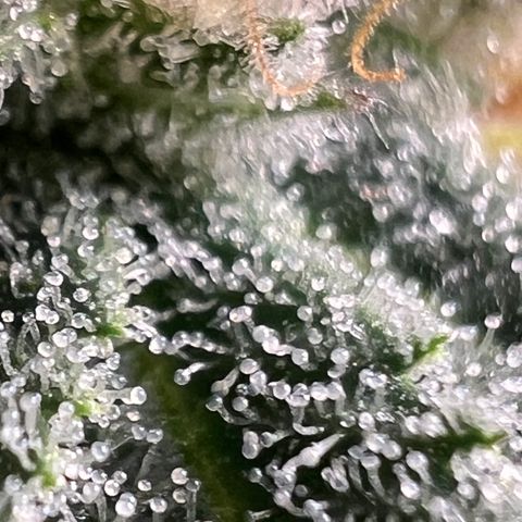 Mandarin Butter #1 growlog timeline photo
