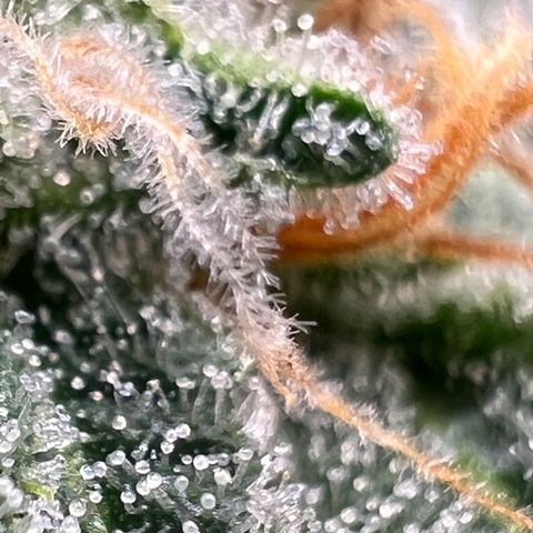 Mandarin Butter #1 growlog timeline photo