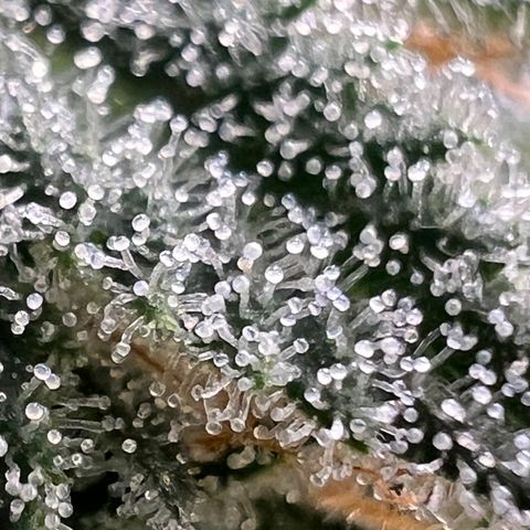 Mandarin Butter #1 growlog timeline photo