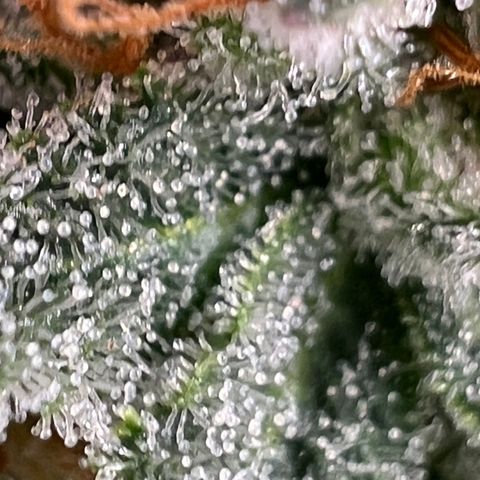 Mandarin Butter #1 growlog timeline photo