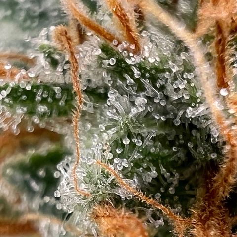 Mandarin Butter #1 growlog timeline photo