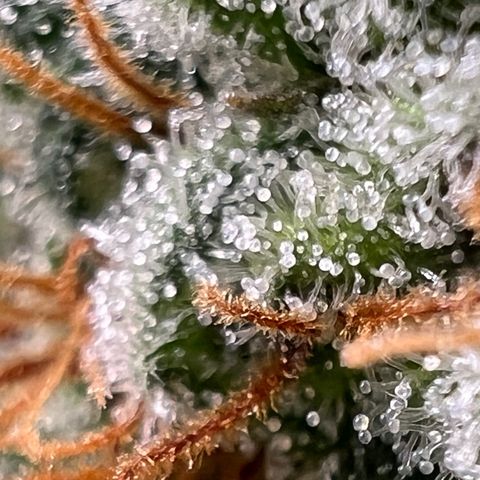 Mandarin Butter #1 growlog timeline photo