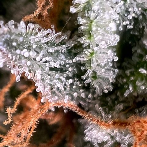 Mandarin Butter #1 growlog timeline photo