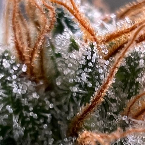Mandarin Butter #1 growlog timeline photo