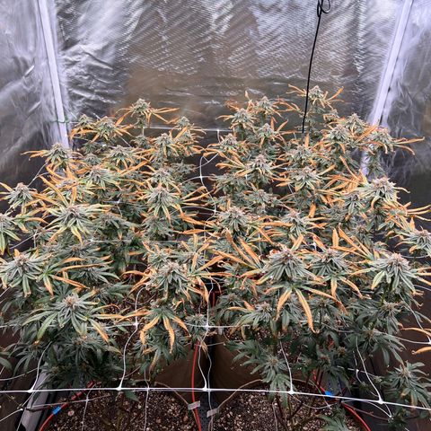Mandarin Butter #1 growlog timeline photo