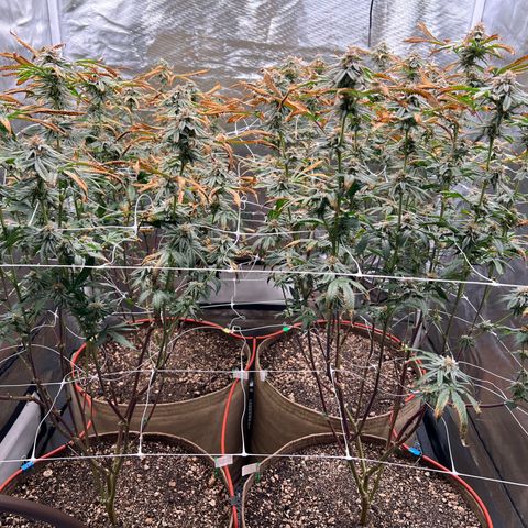 Mandarin Butter #1 growlog timeline photo