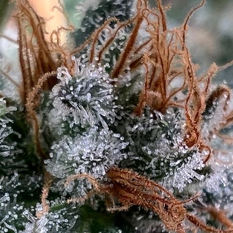 Mandarin Butter #1 growlog timeline photo