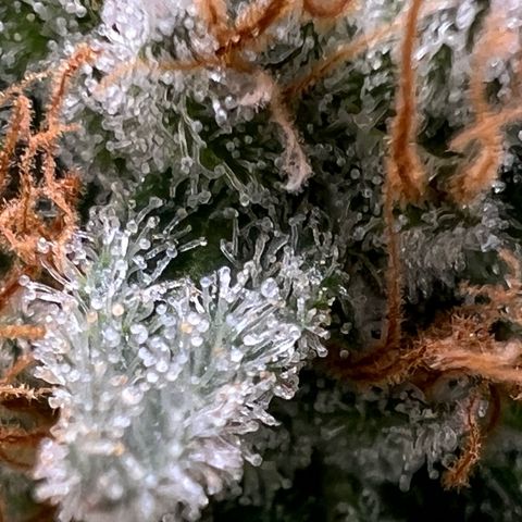 Mandarin Butter #1 growlog timeline photo