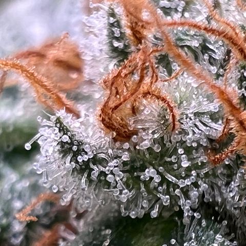 Mandarin Butter #1 growlog timeline photo
