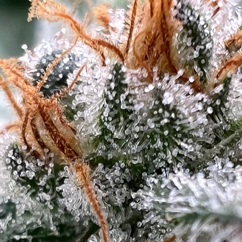 Mandarin Butter #1 growlog timeline photo