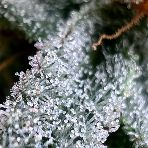 Mandarin Butter #1 growlog timeline photo