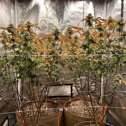 Mandarin Butter #1 growlog timeline photo