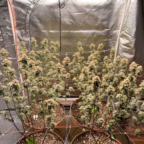 Mandarin Butter #1 growlog timeline photo