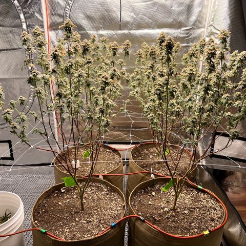 Mandarin Butter #1 growlog timeline photo