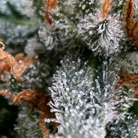 Mandarin Butter #1 growlog timeline photo