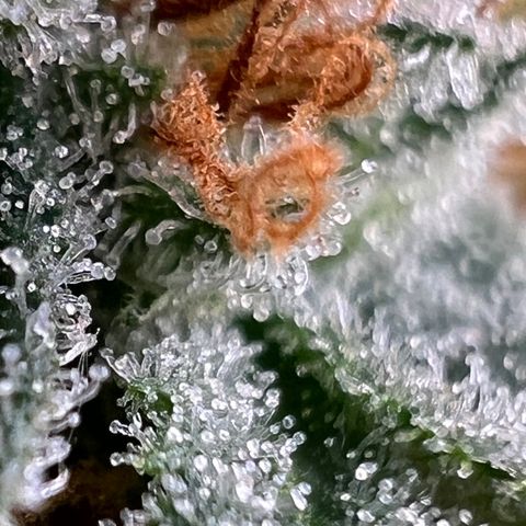 Mandarin Butter #1 growlog timeline photo
