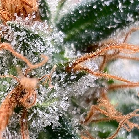 Mandarin Butter #1 growlog timeline photo