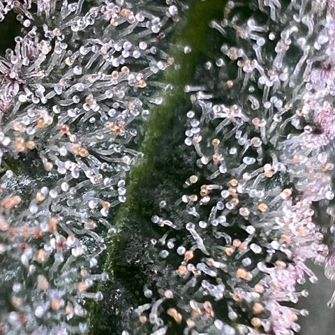 Mandarin Butter #1 growlog timeline photo