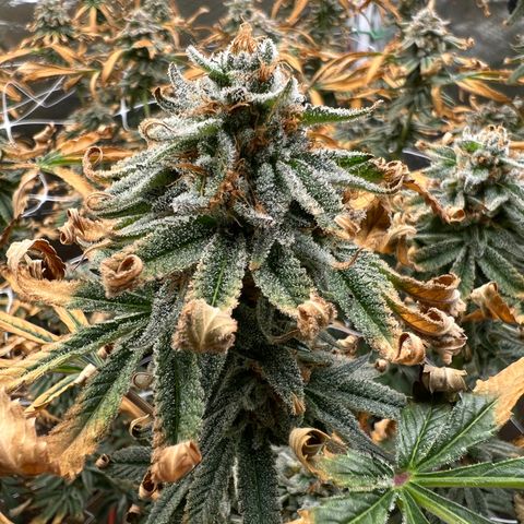Mandarin Butter #1 growlog timeline photo