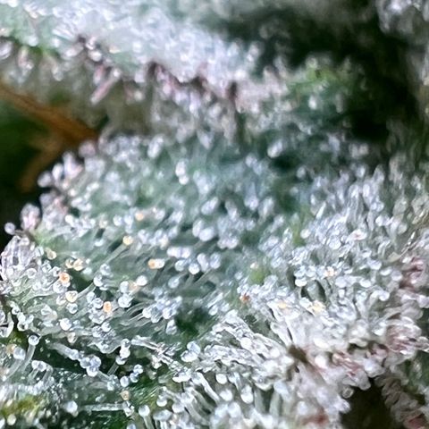 Mandarin Butter #1 growlog timeline photo