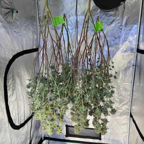 Mandarin Butter #1 growlog timeline photo