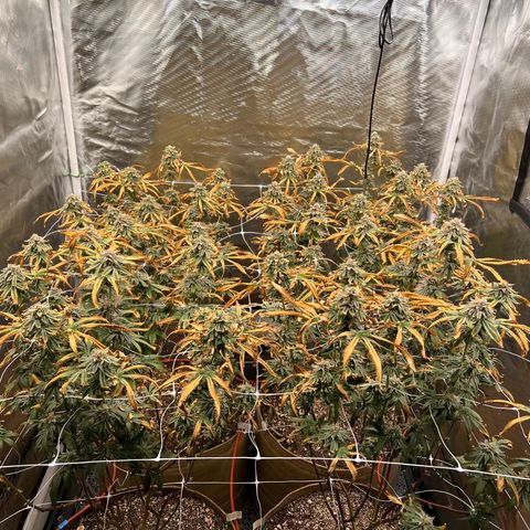 Mandarin Butter #1 growlog timeline photo