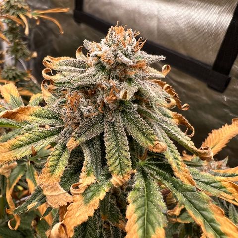 Mandarin Butter #1 growlog timeline photo