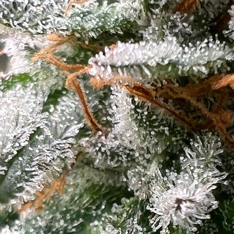 Mandarin Butter #1 growlog timeline photo