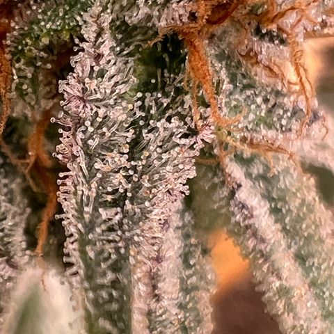 Mandarin Butter #1 growlog timeline photo