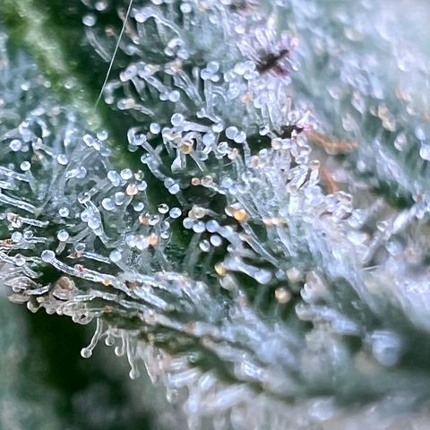 Mandarin Butter #1 growlog timeline photo