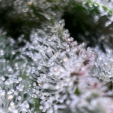 Mandarin Butter #1 growlog timeline photo