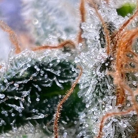 Mandarin Butter #1 growlog timeline photo