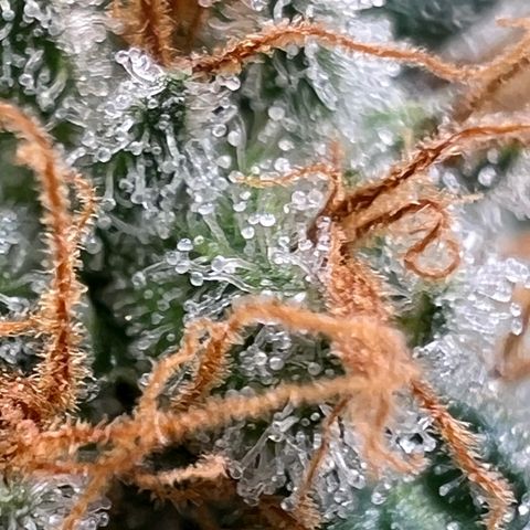 Mandarin Butter #1 growlog timeline photo