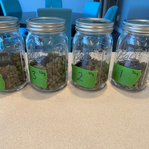 Mandarin Butter #1 growlog photo: Final harvest totals. #1 was 26 grams not 36