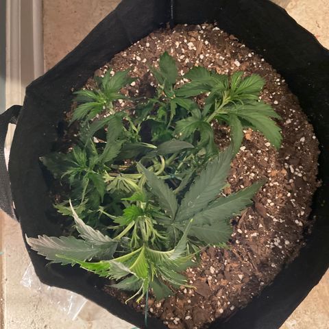 Lemon 2 growlog timeline photo