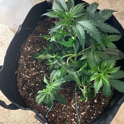 Lemon 2 growlog timeline photo