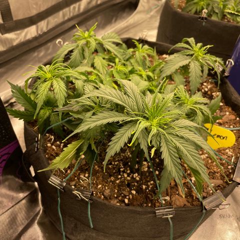 Lemon 2 growlog timeline photo