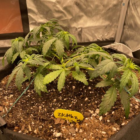 Zkittlez  growlog timeline photo