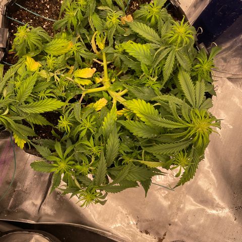 Lemon 2 growlog timeline photo