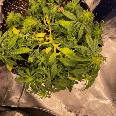 Lemon 2 growlog timeline photo