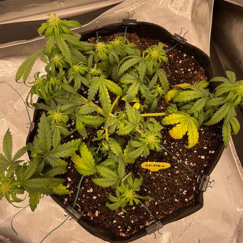 Zkittlez  growlog timeline photo