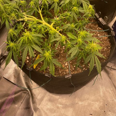 Lemon 2 growlog timeline photo