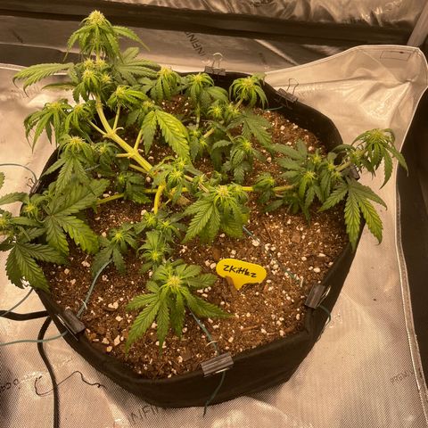 Zkittlez  growlog timeline photo